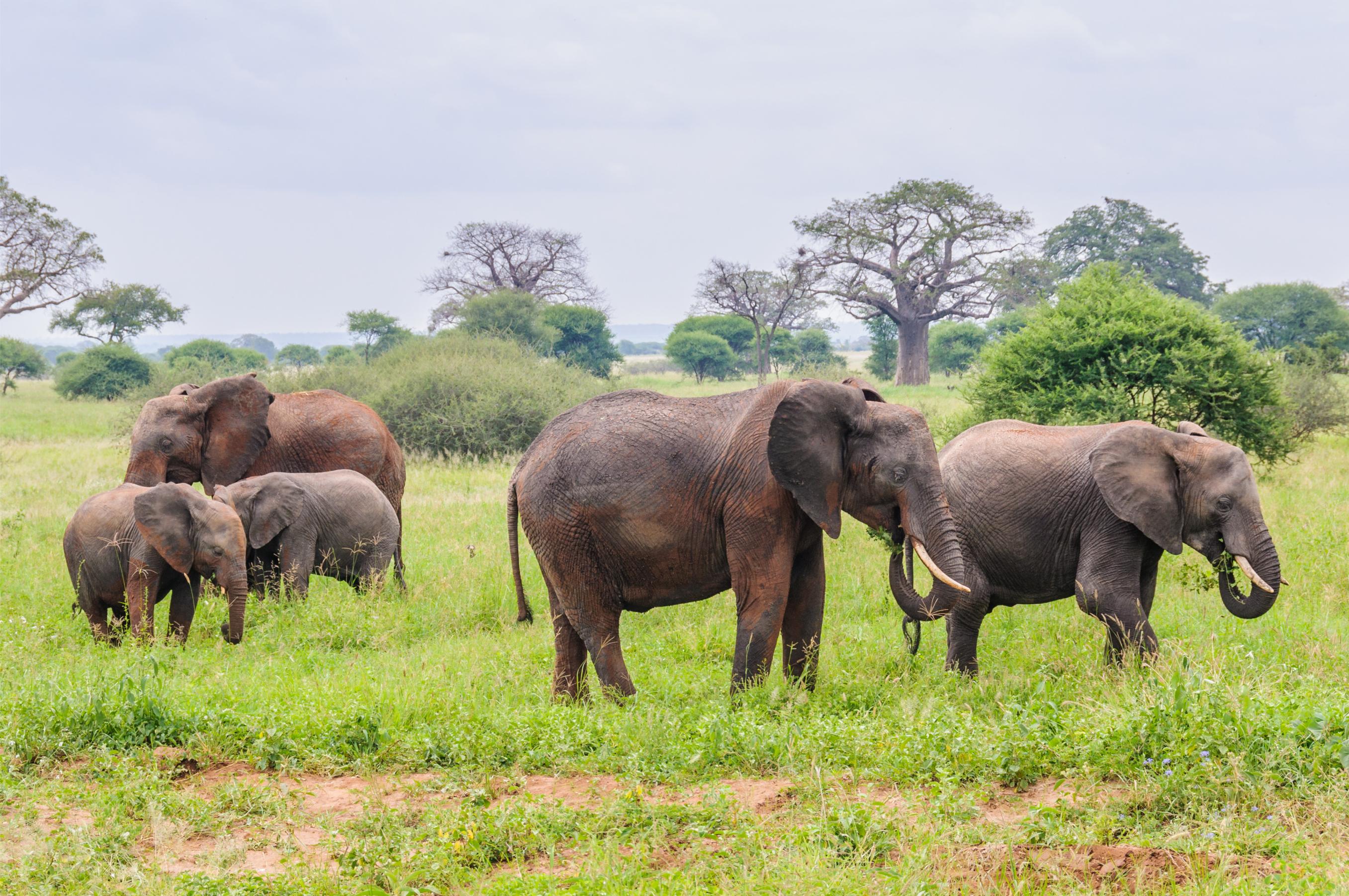 Explore the Wilderness of Tarangire National Park