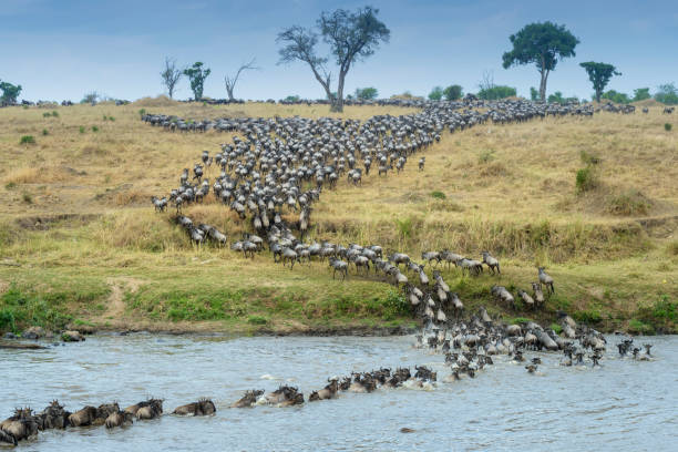 Witness the Majestic Great Migration