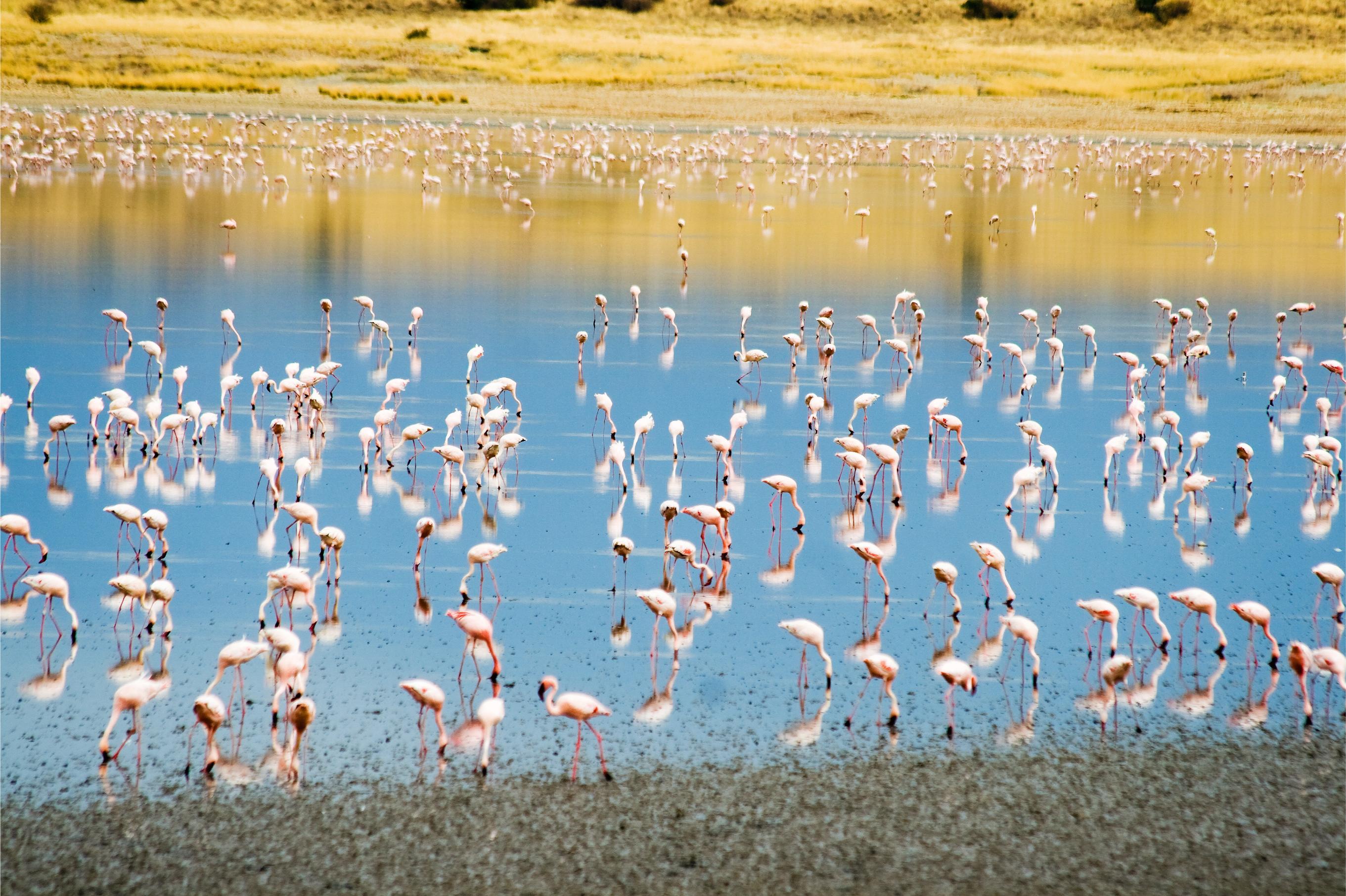 Admire the Beauty of Lake Manyara National Park