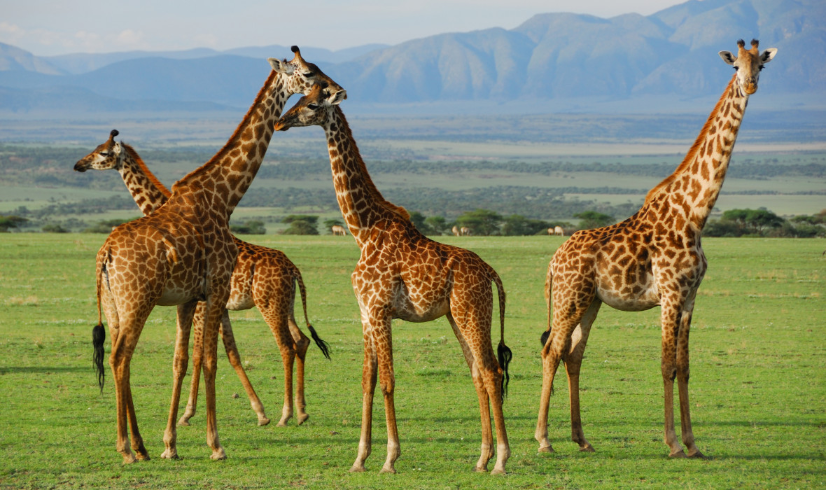 Experience the Wonders of Serengeti National Park