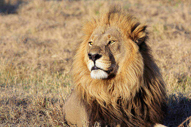 Ruaha National Park